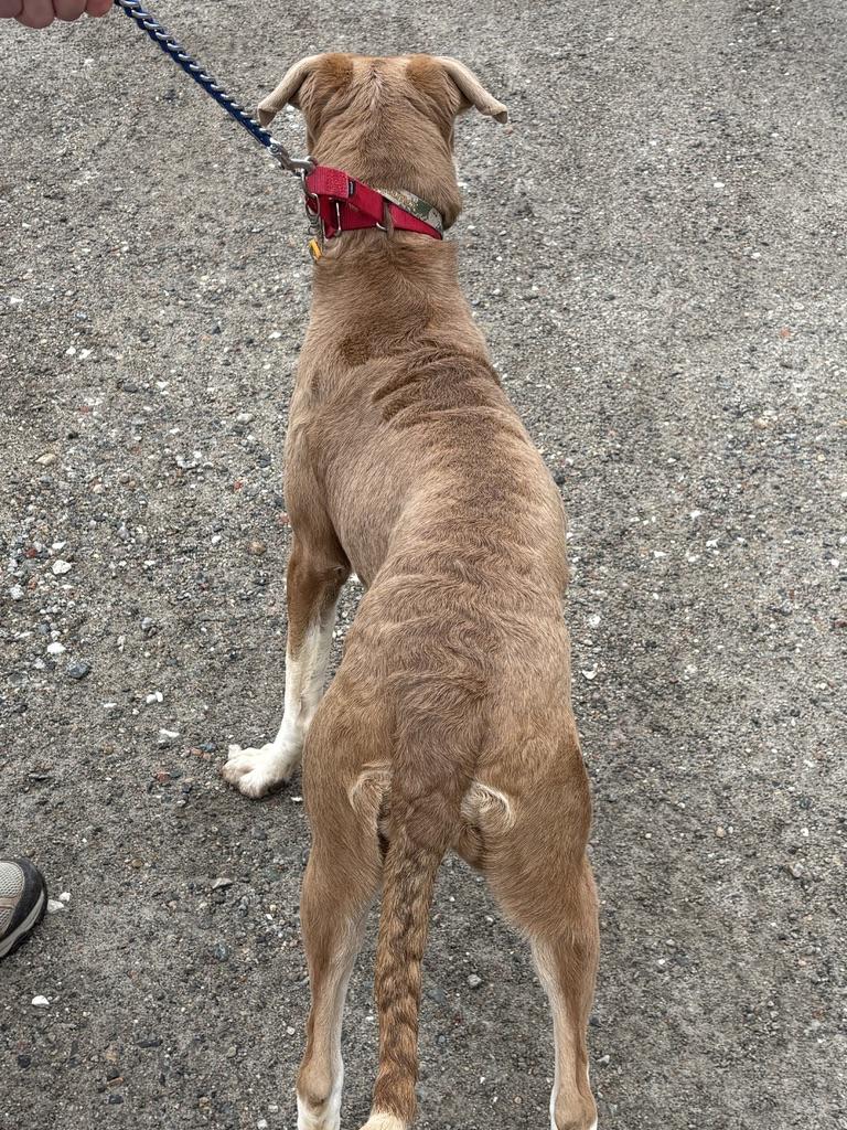 Enlarge Cagney- COME MEET!, an adoptable mixed breed in Medfield, MA image 4/5