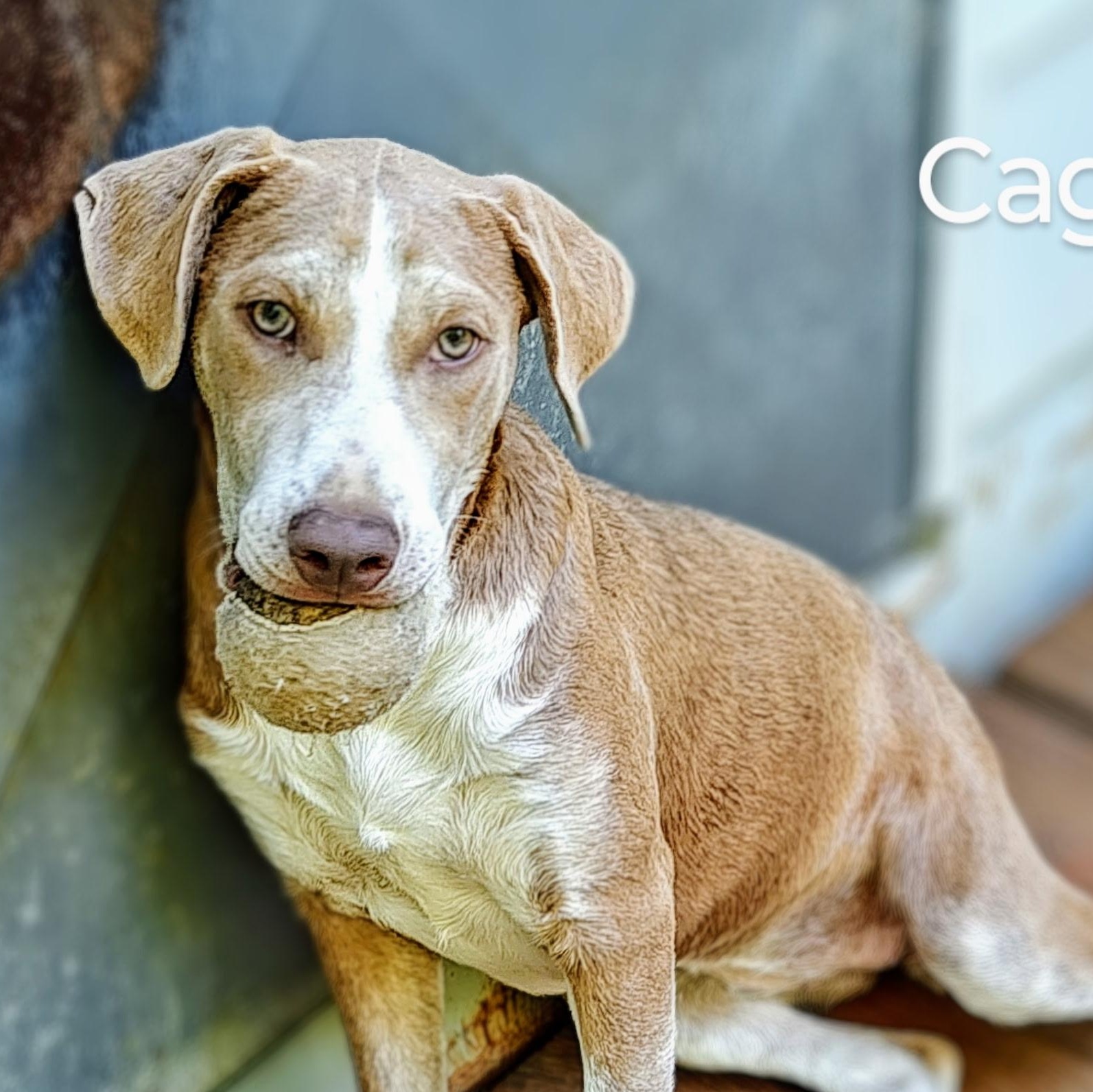 Cagney- COME MEET!