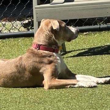 Enlarge Cagney- COME MEET, an adoptable mixed breed in Medfield, MA image 4/5