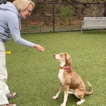 Enlarge Cagney- COME MEET, an adoptable mixed breed in Medfield, MA image 5/5