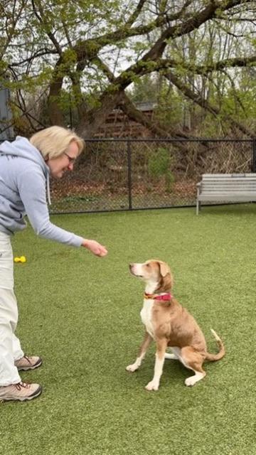 Enlarge Cagney- COME MEET!, an adoptable mixed breed in Medfield, MA image 3/5