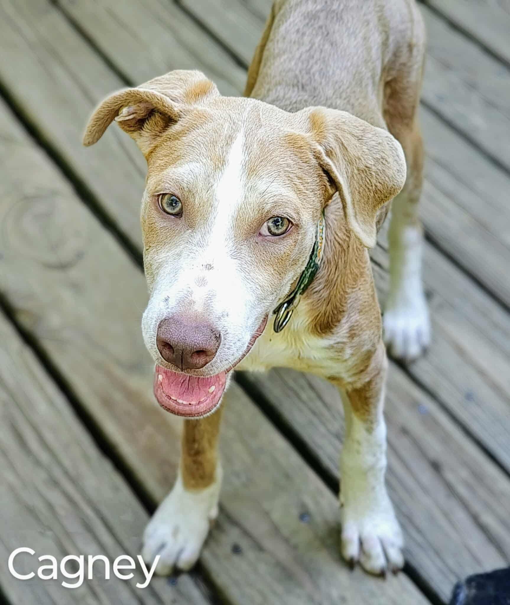 Enlarge Cagney- COME MEET!, a Adoptable mixed breed in Medfield, MA image 4/5