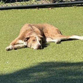 Enlarge Cagney- COME MEET, an adoptable mixed breed in Medfield, MA image 1/5