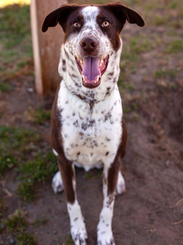 Enlarge Jake, a Adoptable mixed breed in Kennewick, WA image 1/6