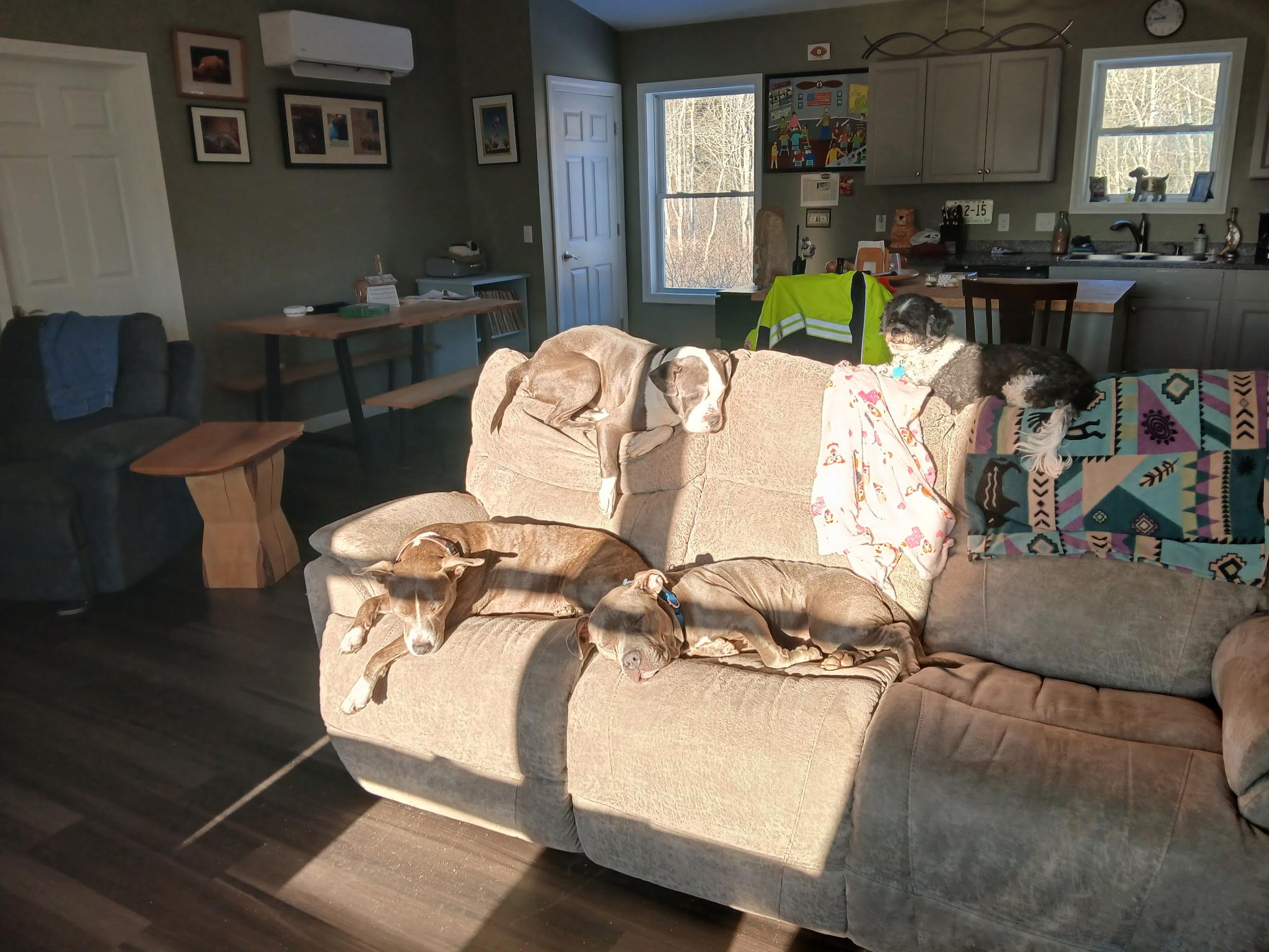 Enlarge King, a ADOPTABLE Mixed Breed in Bowdoin, ME image 1/5