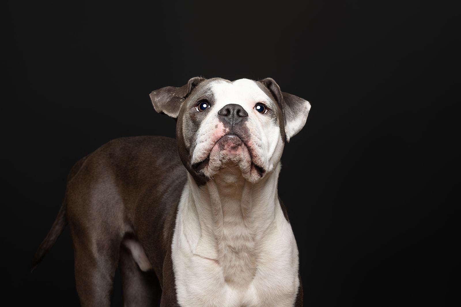 King, a ADOPTABLE Mixed Breed in Bowdoin, ME image 6/6