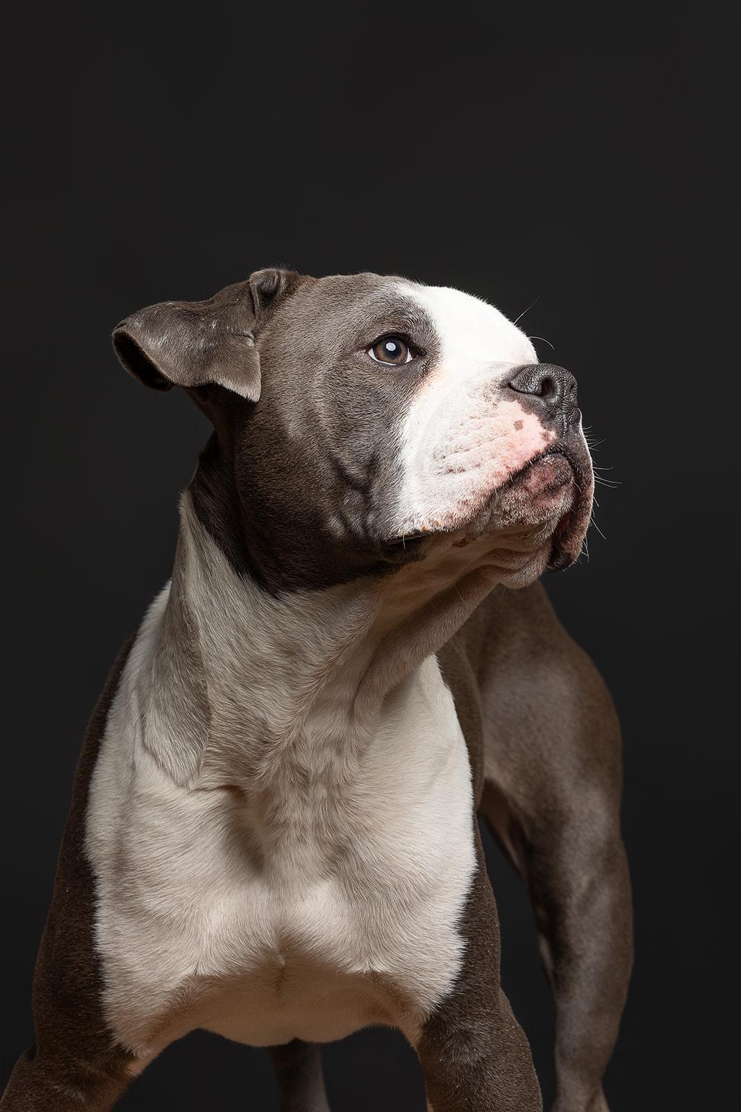 King, a ADOPTABLE Mixed Breed in Bowdoin, ME image 3/6