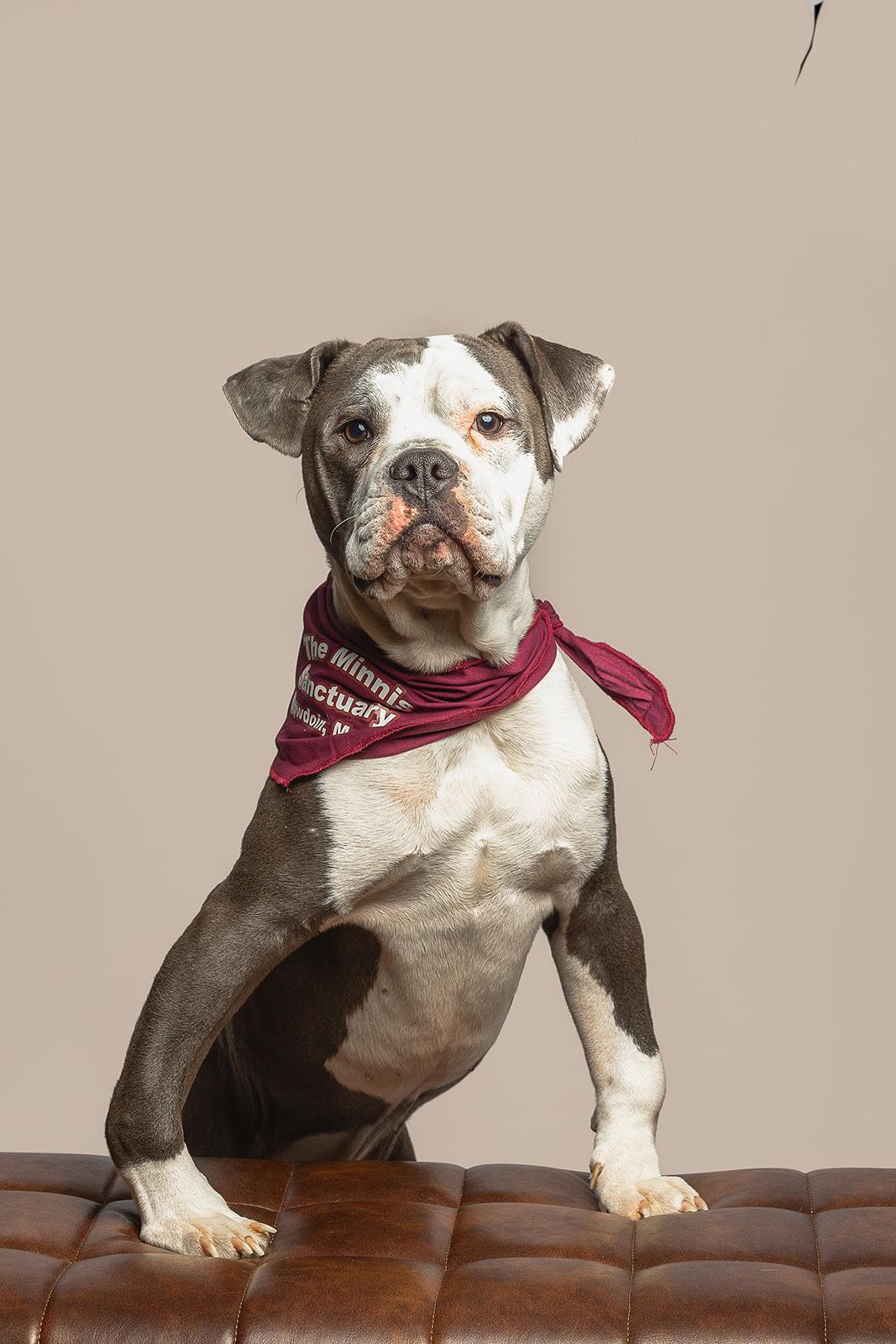 King, a ADOPTABLE Mixed Breed in Bowdoin, ME image 4/6