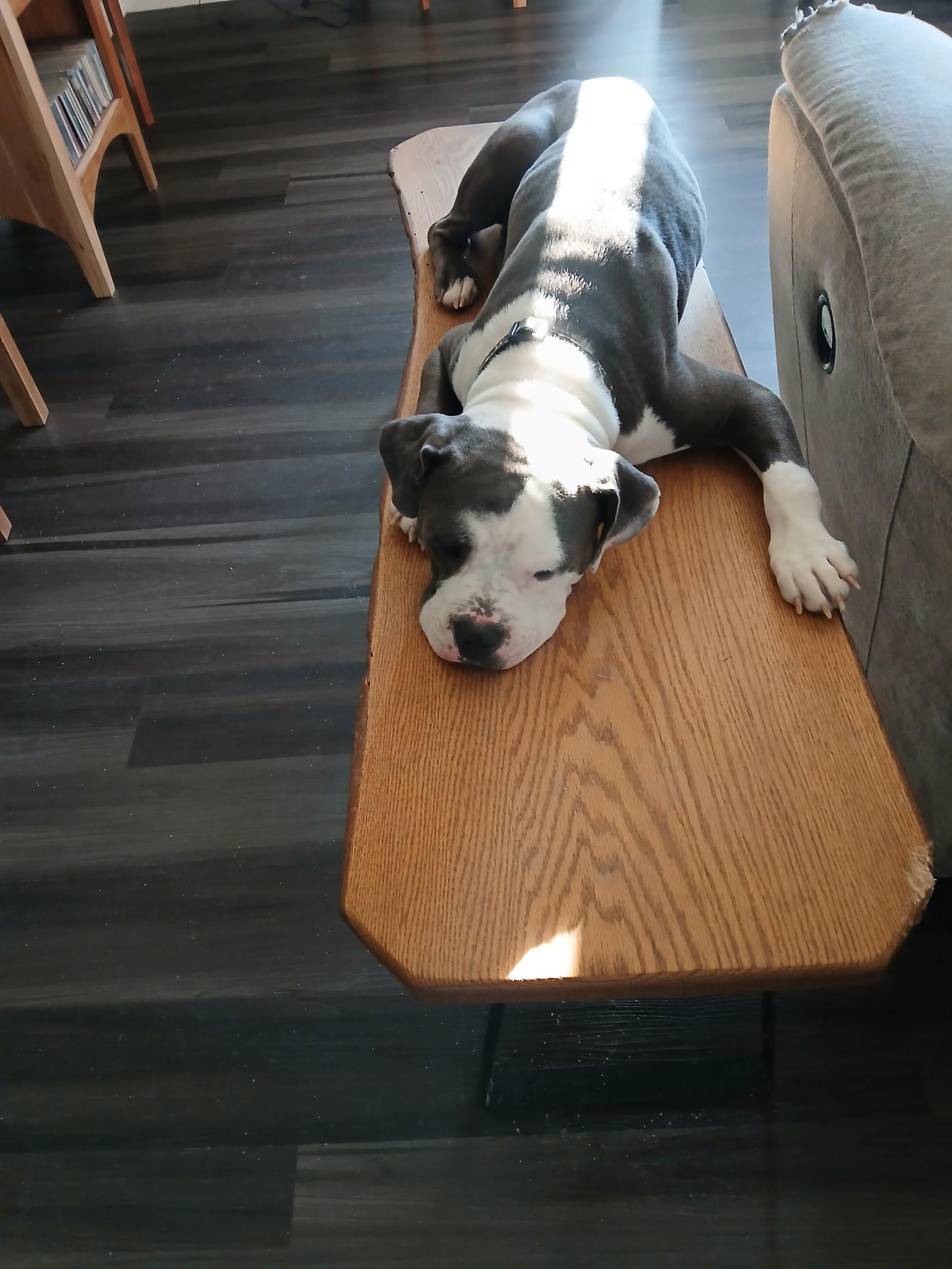 Enlarge King, a ADOPTABLE Mixed Breed in Bowdoin, ME image 2/5