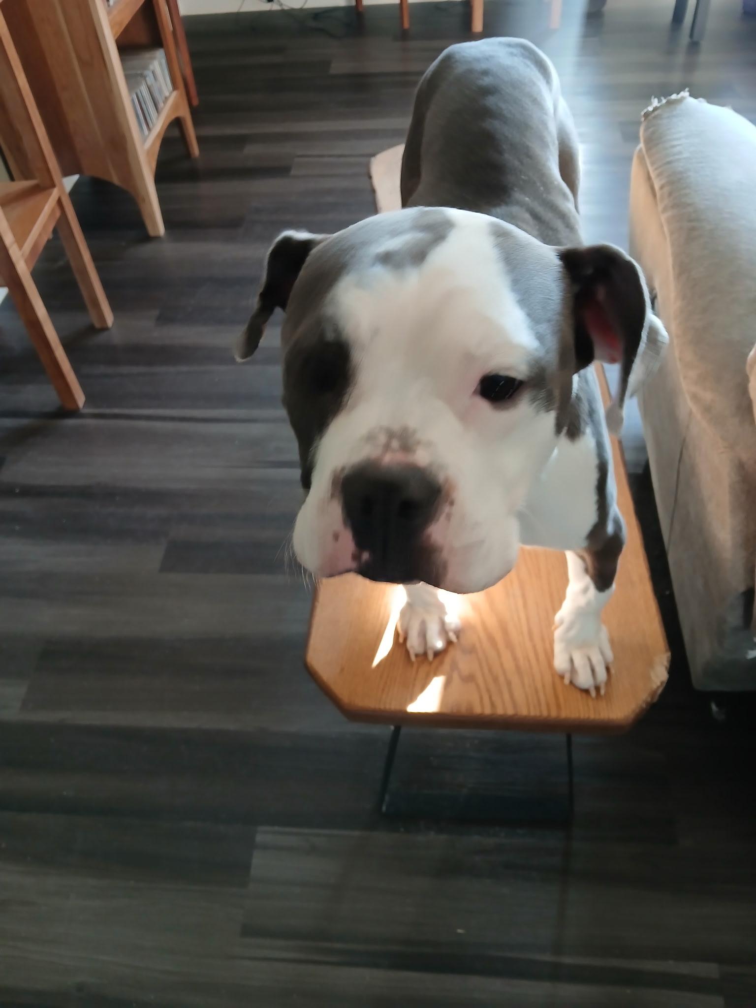 Enlarge King, a ADOPTABLE Mixed Breed in Bowdoin, ME image 3/5