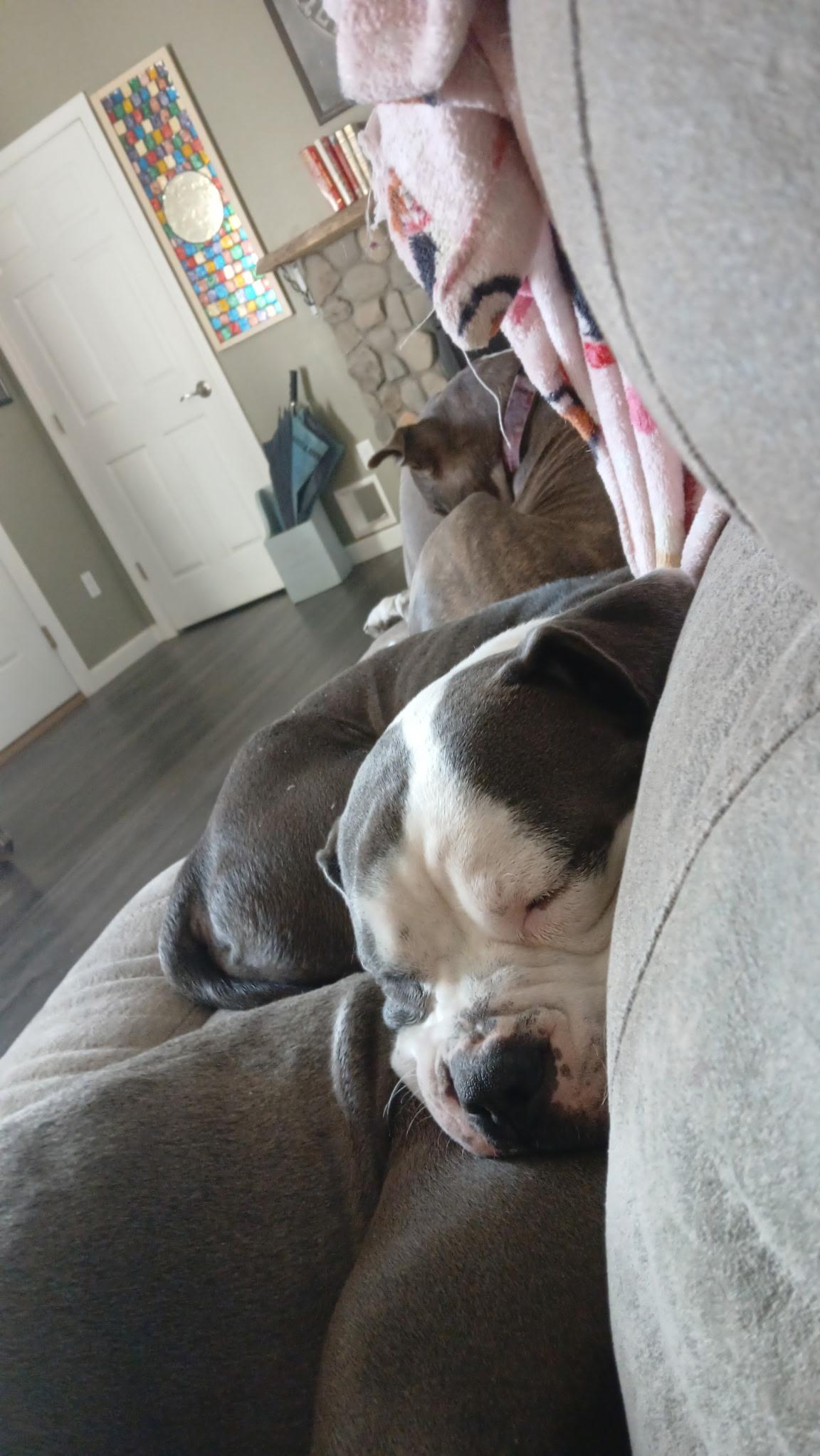 Enlarge King, a ADOPTABLE Mixed Breed in Bowdoin, ME image 4/5