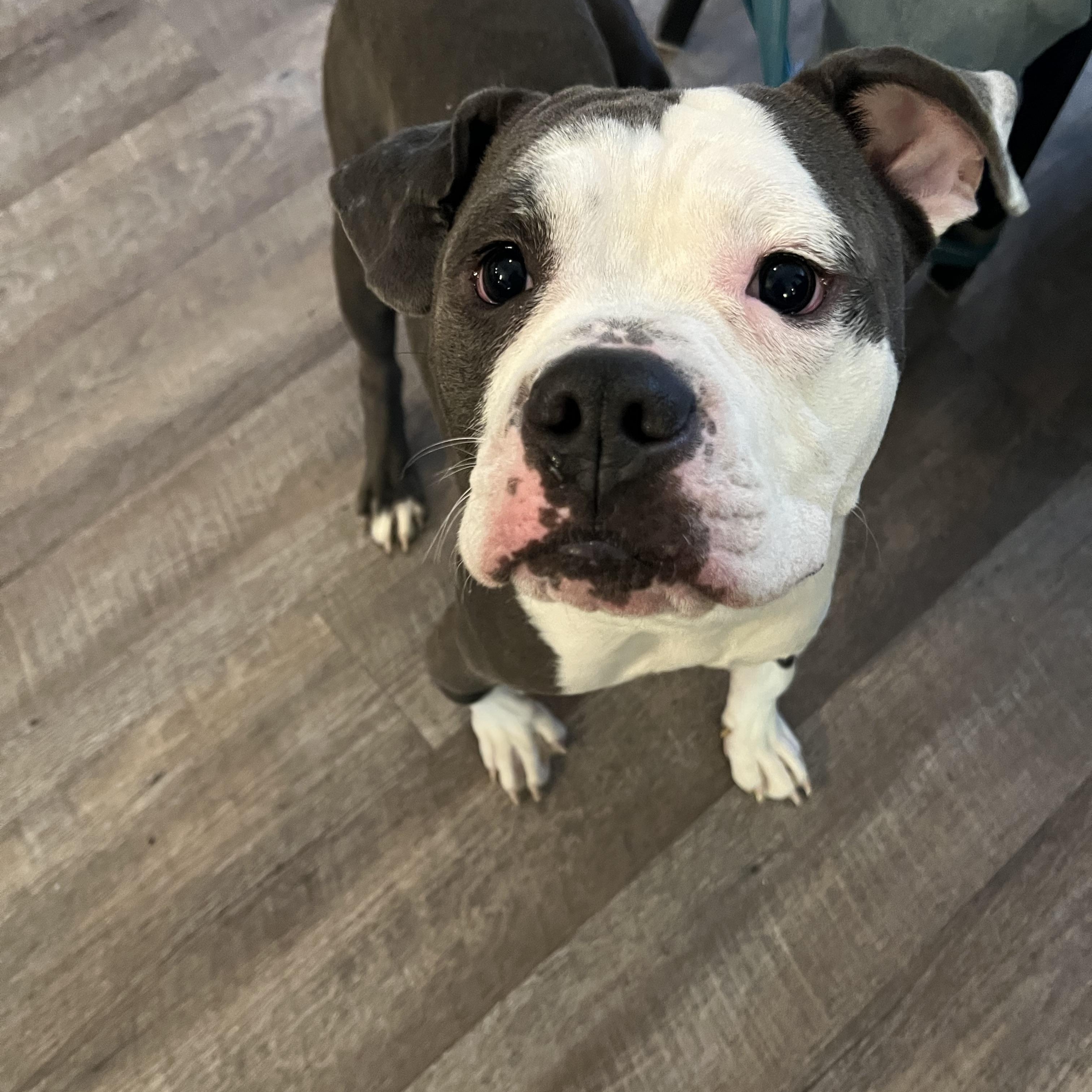 Enlarge King, a ADOPTABLE Mixed Breed in Bowdoin, ME image 5/5