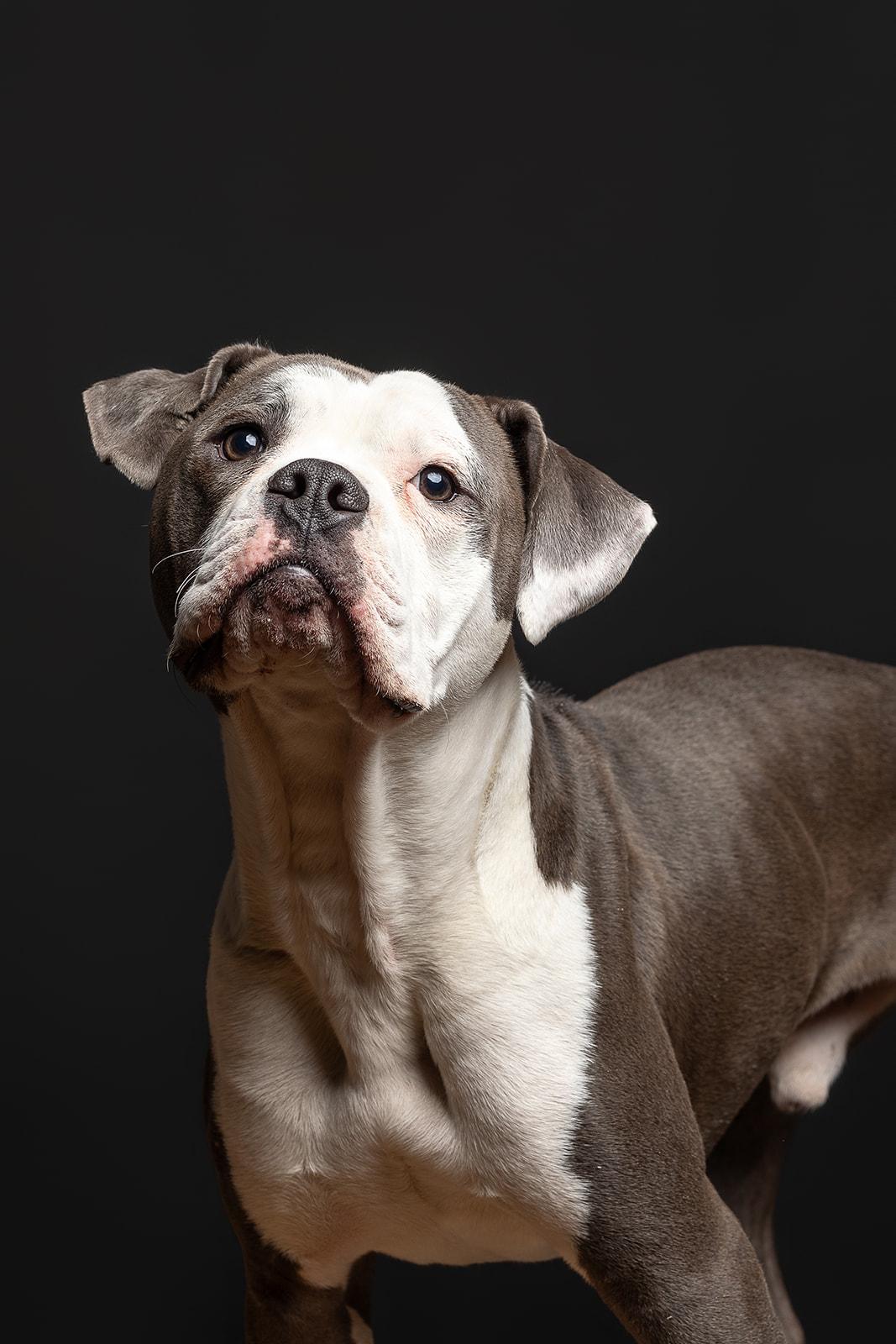 King, a ADOPTABLE Mixed Breed in Bowdoin, ME image 1/6