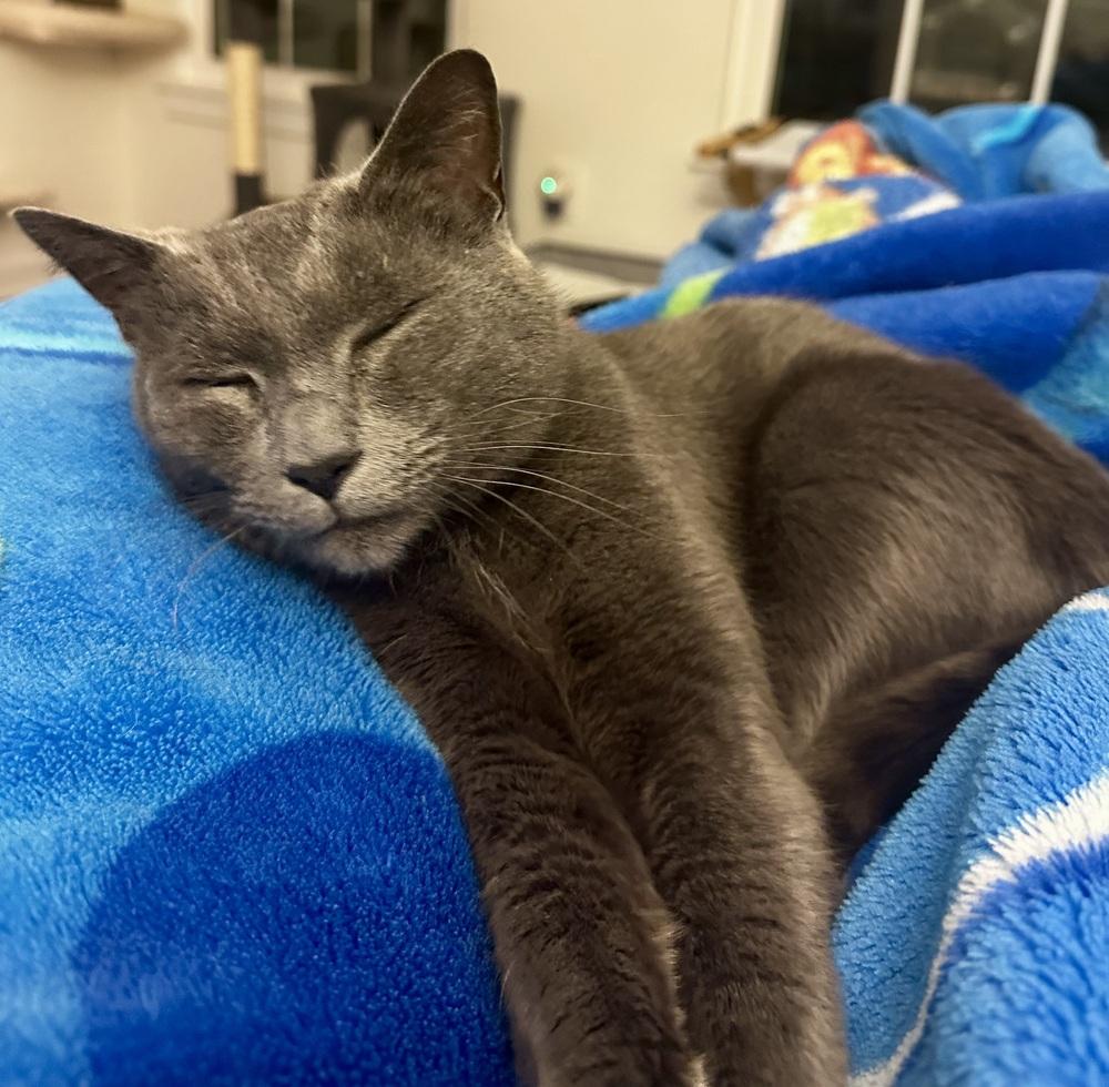 Blueberry, Adoptable, Kitten Male Russian Blue & Domestic Short Hair.