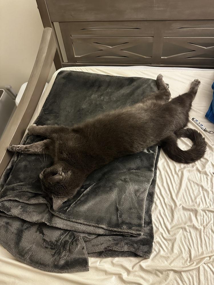 Enlarge Blueberry, a Adoptable mixed breed in Vienna , VA image 2/4