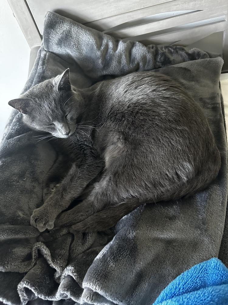 Enlarge Blueberry, a Adoptable mixed breed in Vienna , VA image 3/4