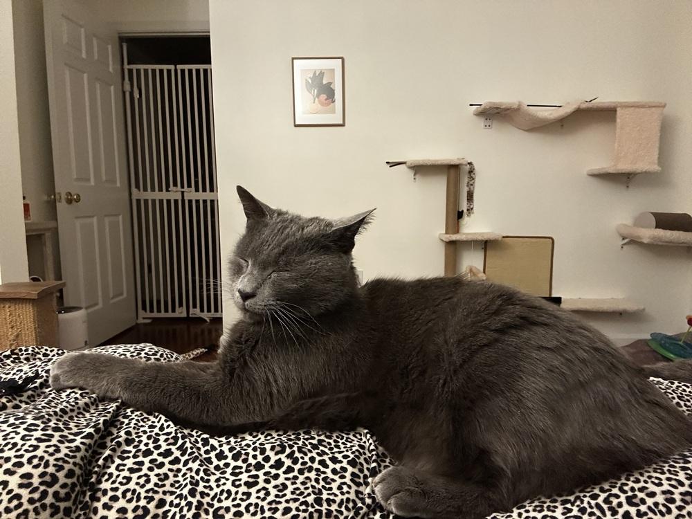 Enlarge Blueberry, a Adoptable mixed breed in Vienna , VA image 4/4