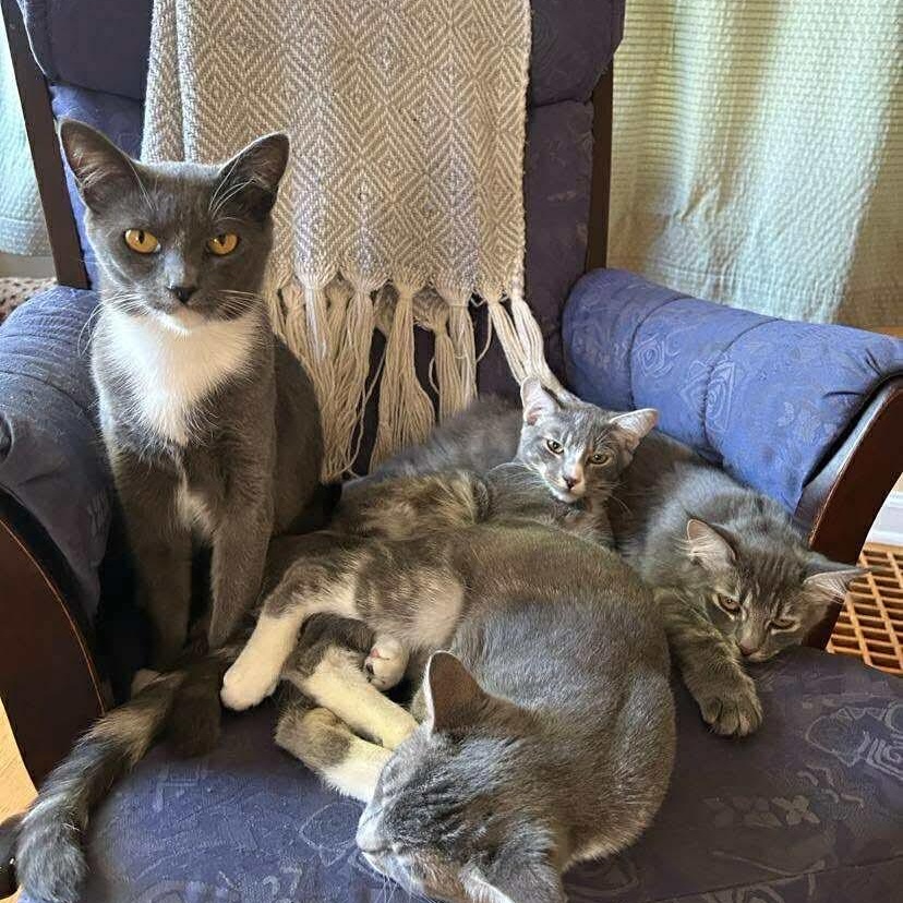 Enlarge Mama Mistletoe - 20% off, a Adoptable mixed breed in Gladstone, OR image 3/4