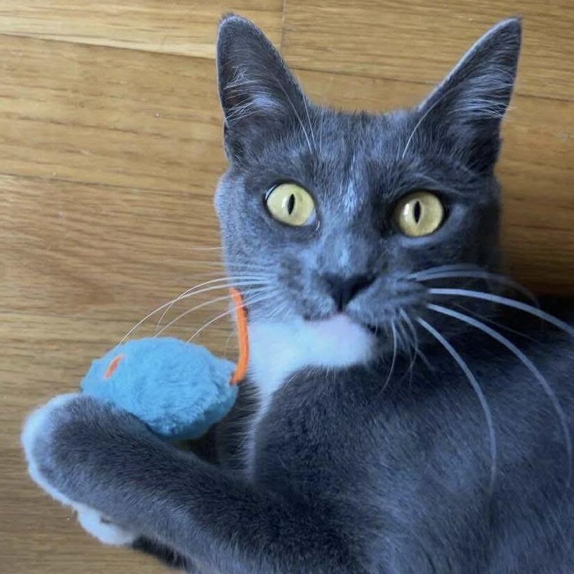 Mama Mistletoe - 20% off, Adoptable, Adult Female Domestic Short Hair & Tuxedo.