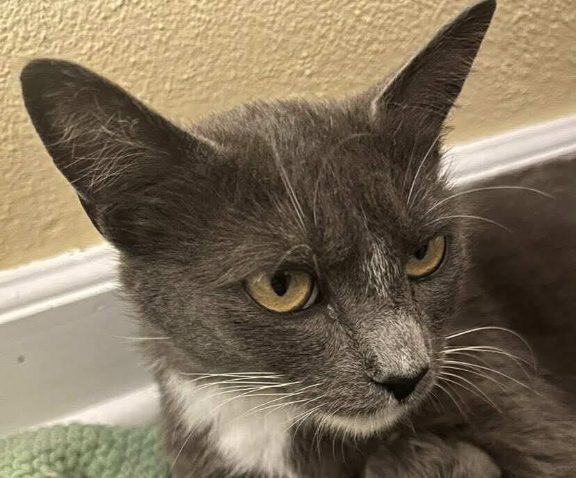 Mama Mistletoe - 20% off, Adoptable, Adult Female Domestic Short Hair & Tuxedo.