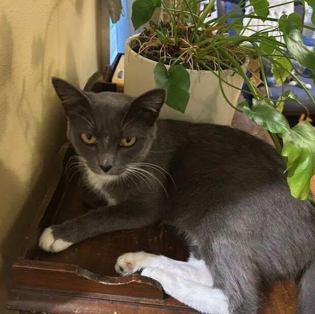 Enlarge Mama Mistletoe - 20% off, a Adoptable mixed breed in Gladstone, OR image 4/4