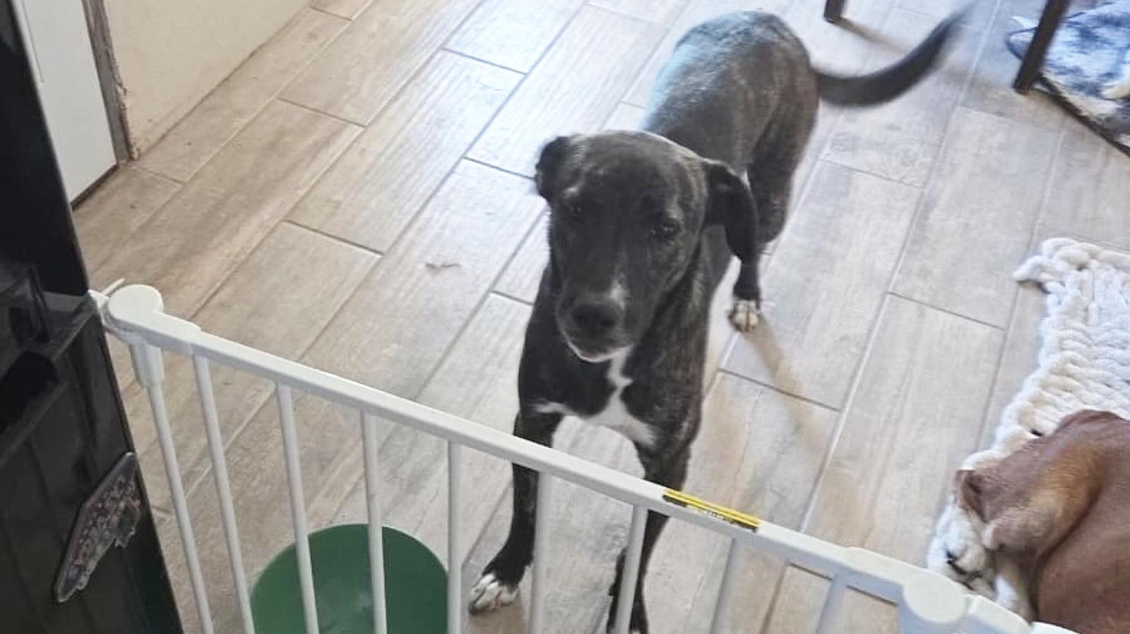 Logan, an adoptable mixed breed in Falls Church, VA image 4/6