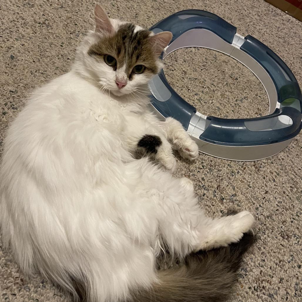 Charlotte, Adoptable, Adult Female Domestic Medium Hair.