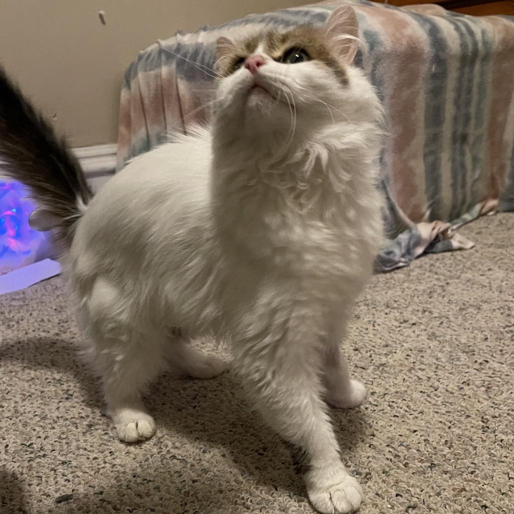 Enlarge Charlotte, a Adoptable Domestic Medium Hair in Canton, IL image 2/6