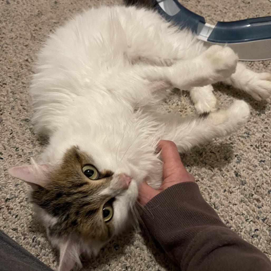 Enlarge Charlotte, a Adoptable Domestic Medium Hair in Canton, IL image 2/6