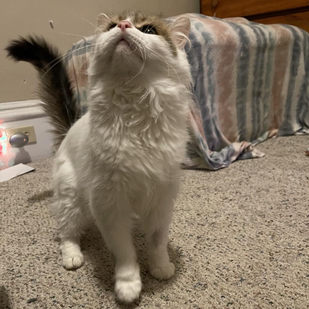 Enlarge Charlotte, a Adoptable Domestic Medium Hair in Canton, IL image 3/6