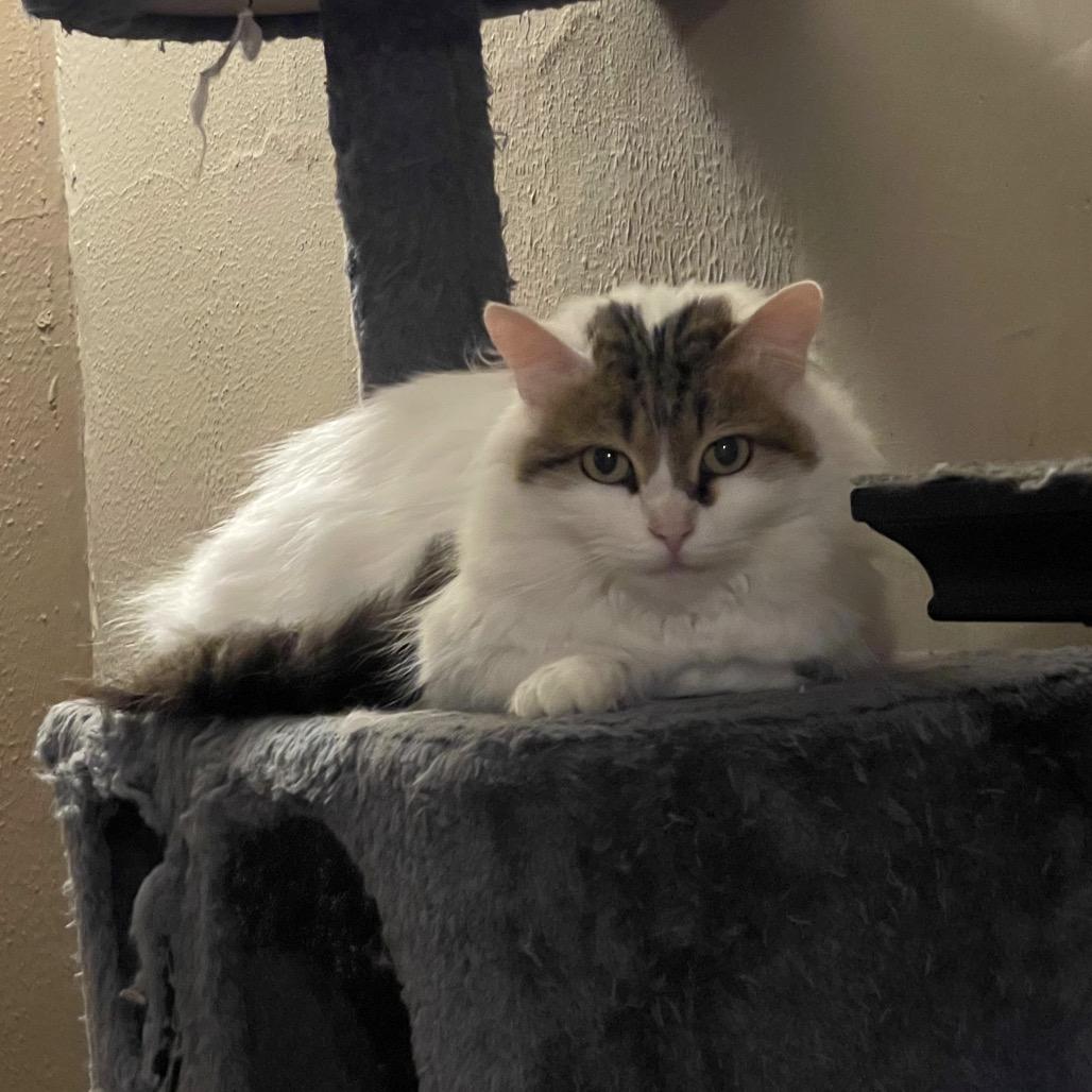 Enlarge Charlotte, a Adoptable Domestic Medium Hair in Canton, IL image 6/6