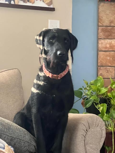 Enlarge Raya, a Adopted mixed breed in Warrington, PA image 1/2