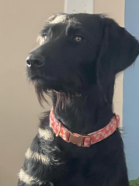 Enlarge Raya, a Adopted mixed breed in Warrington, PA image 2/2