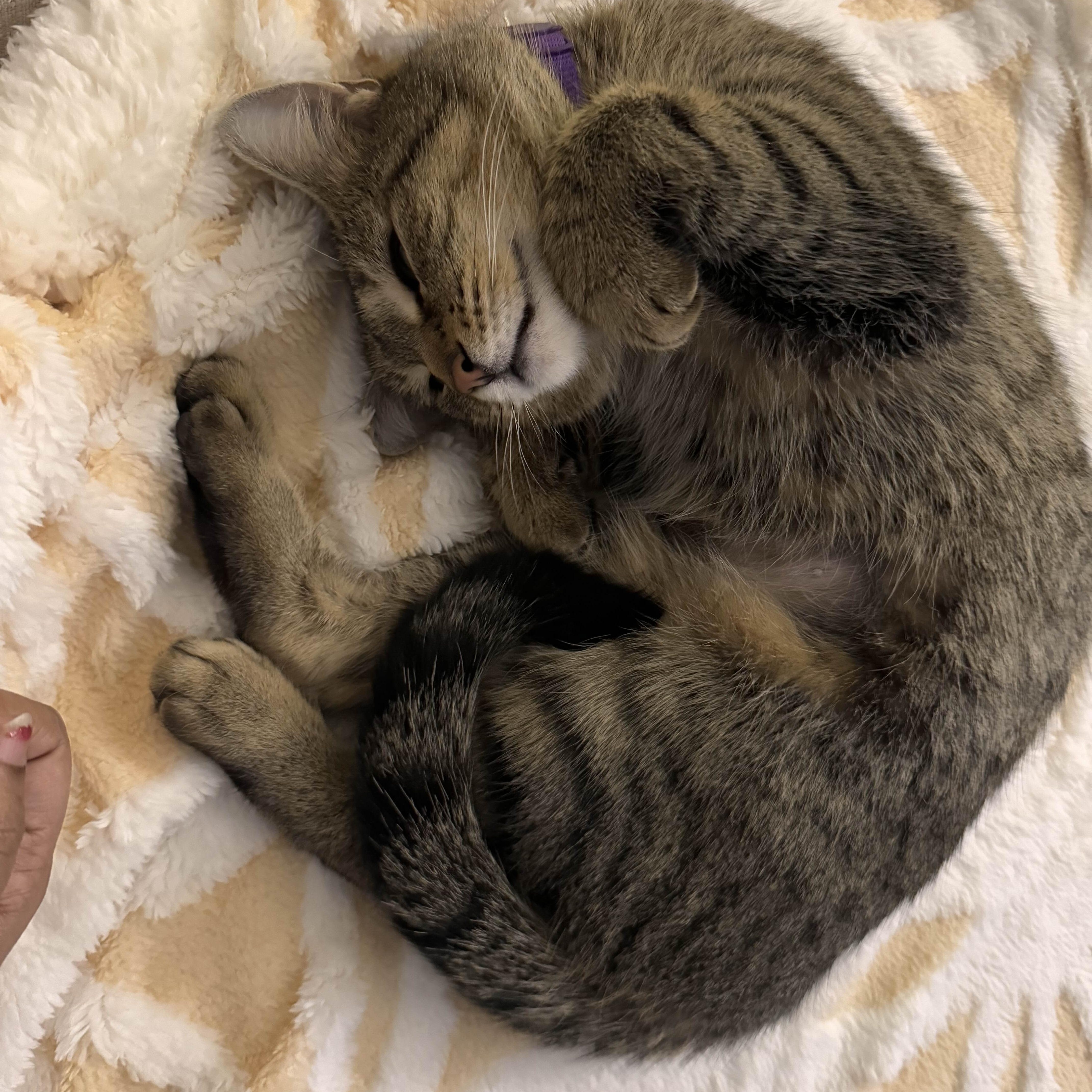 Enlarge Emma, a Adoptable Domestic Short Hair in Florham Park, NJ image 4/6