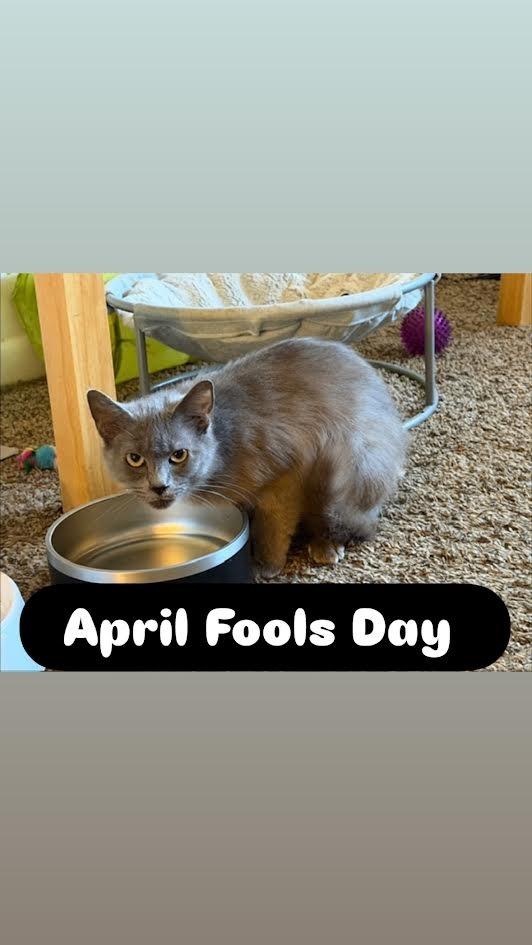 Enlarge April Fools Day, a Adoptable mixed breed in Madison, AL image 1/1