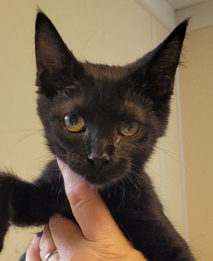 Savannah, Baby Female unknown
