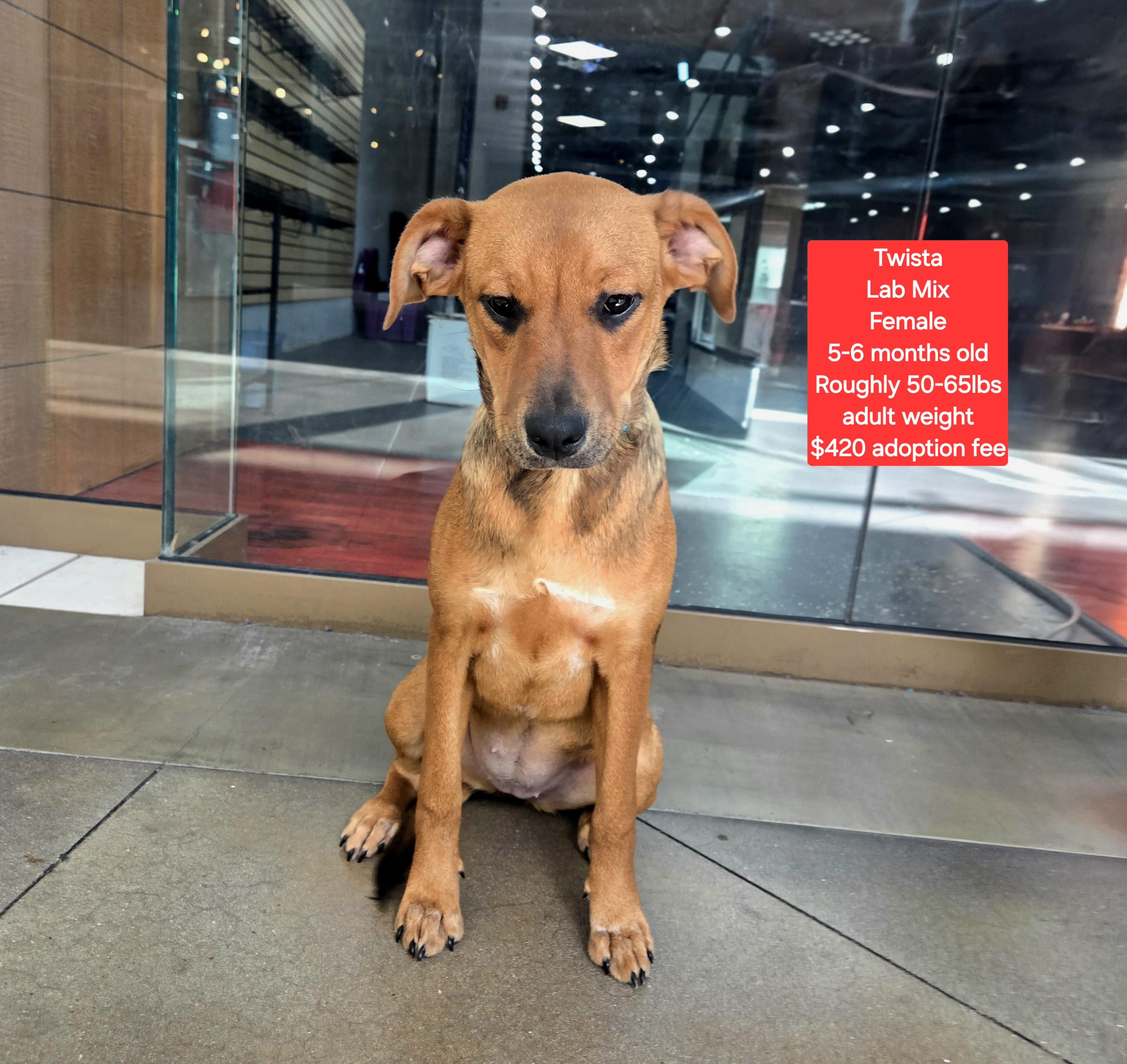 Enlarge Twista, a Adoptable mixed breed in Oviedo, FL image 1/1