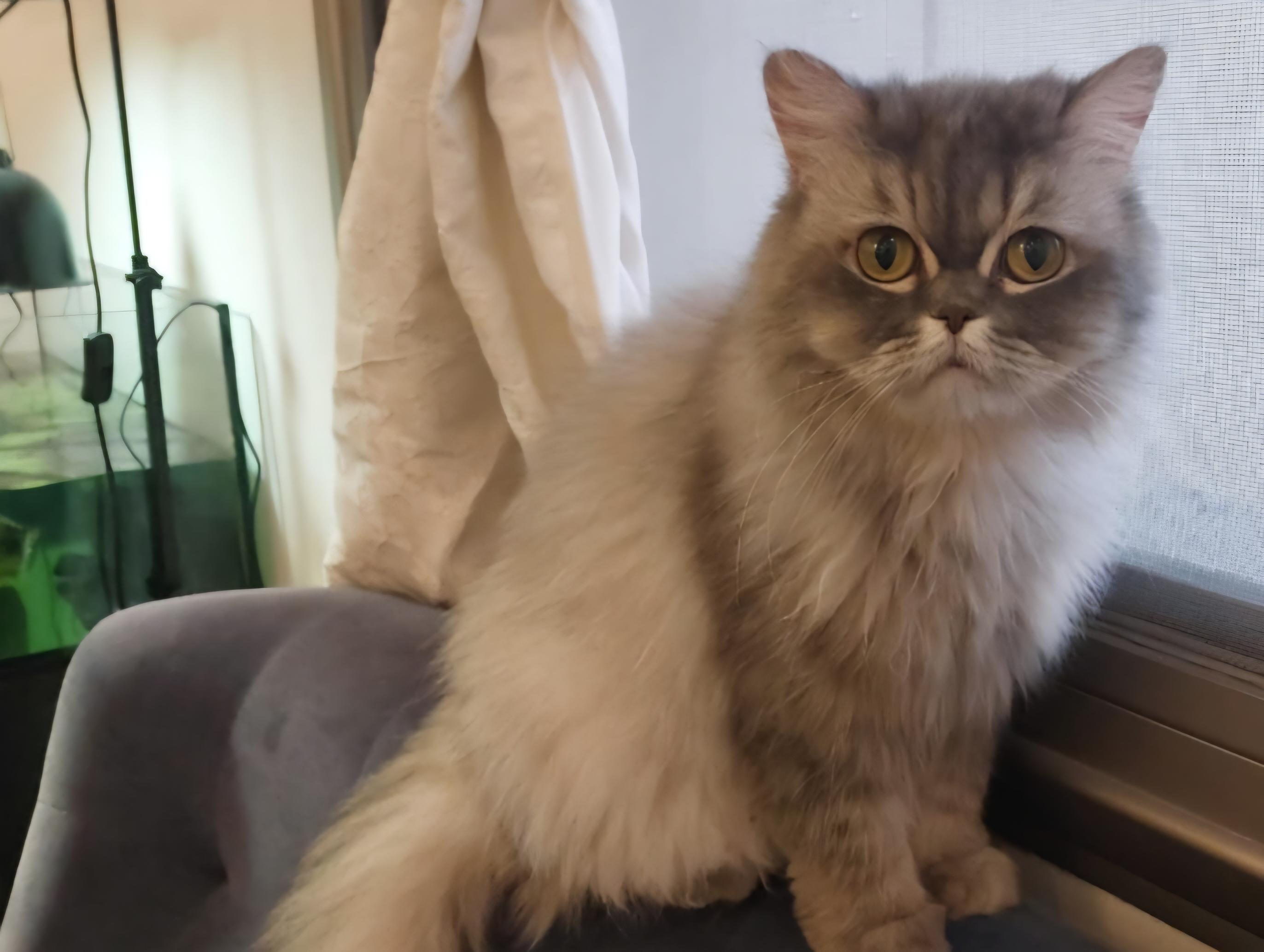 Enlarge LADY, a Adoptable Persian in Snow Hill, MD image 3/6