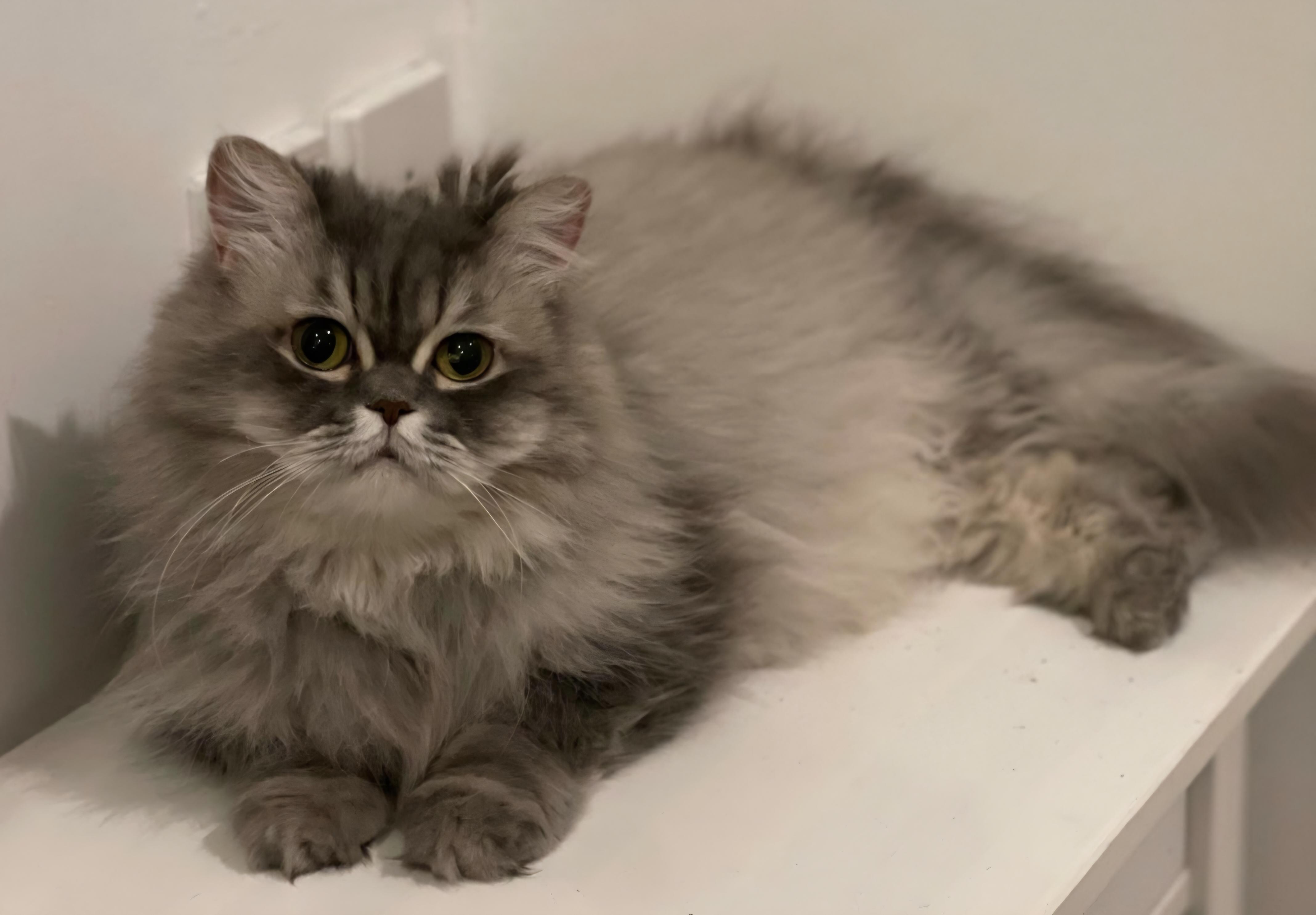 Enlarge LADY, a Adoptable Persian in Snow Hill, MD image 6/6