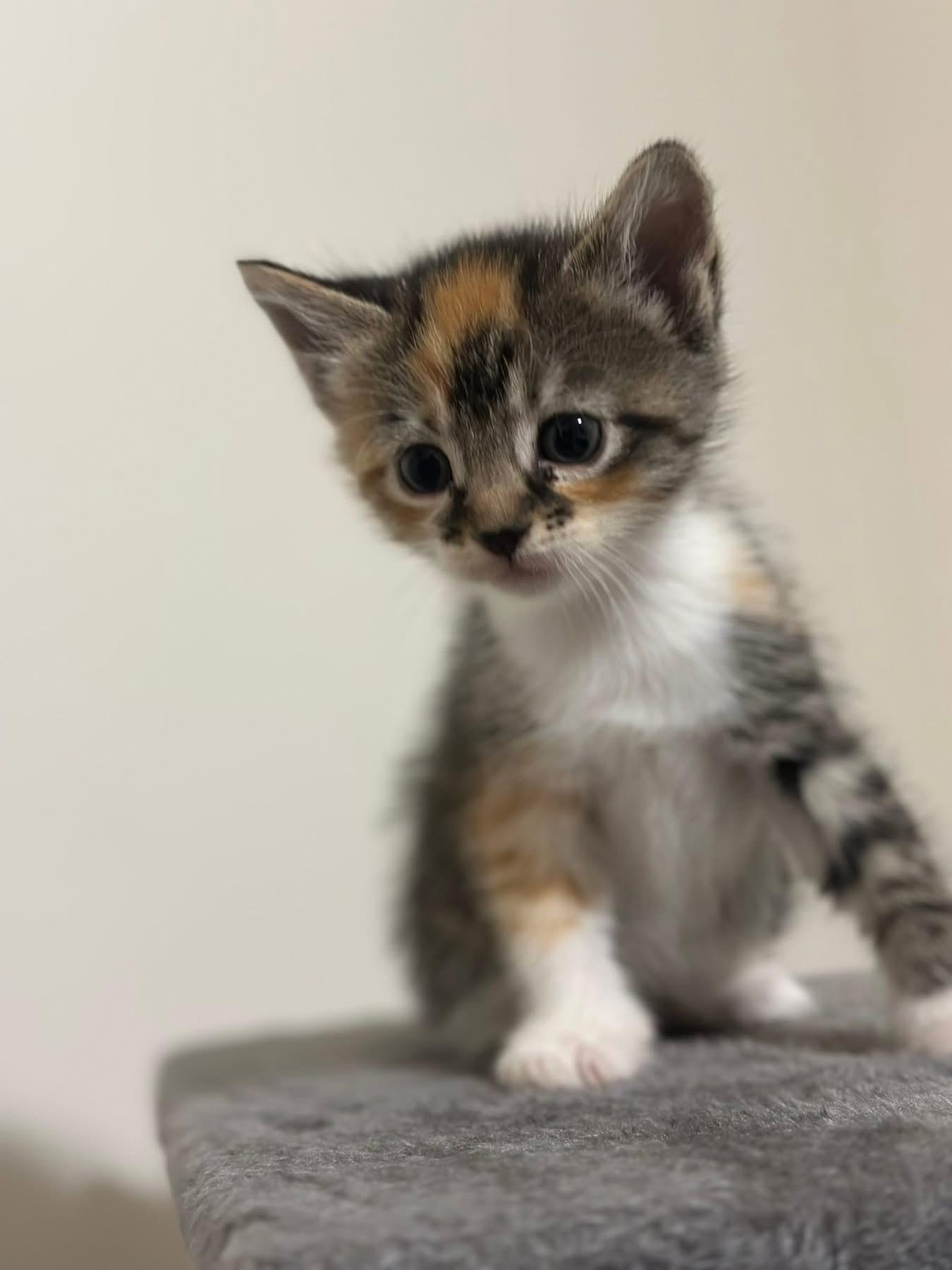 Francesca, adopted, Kitten Female Domestic Short Hair.