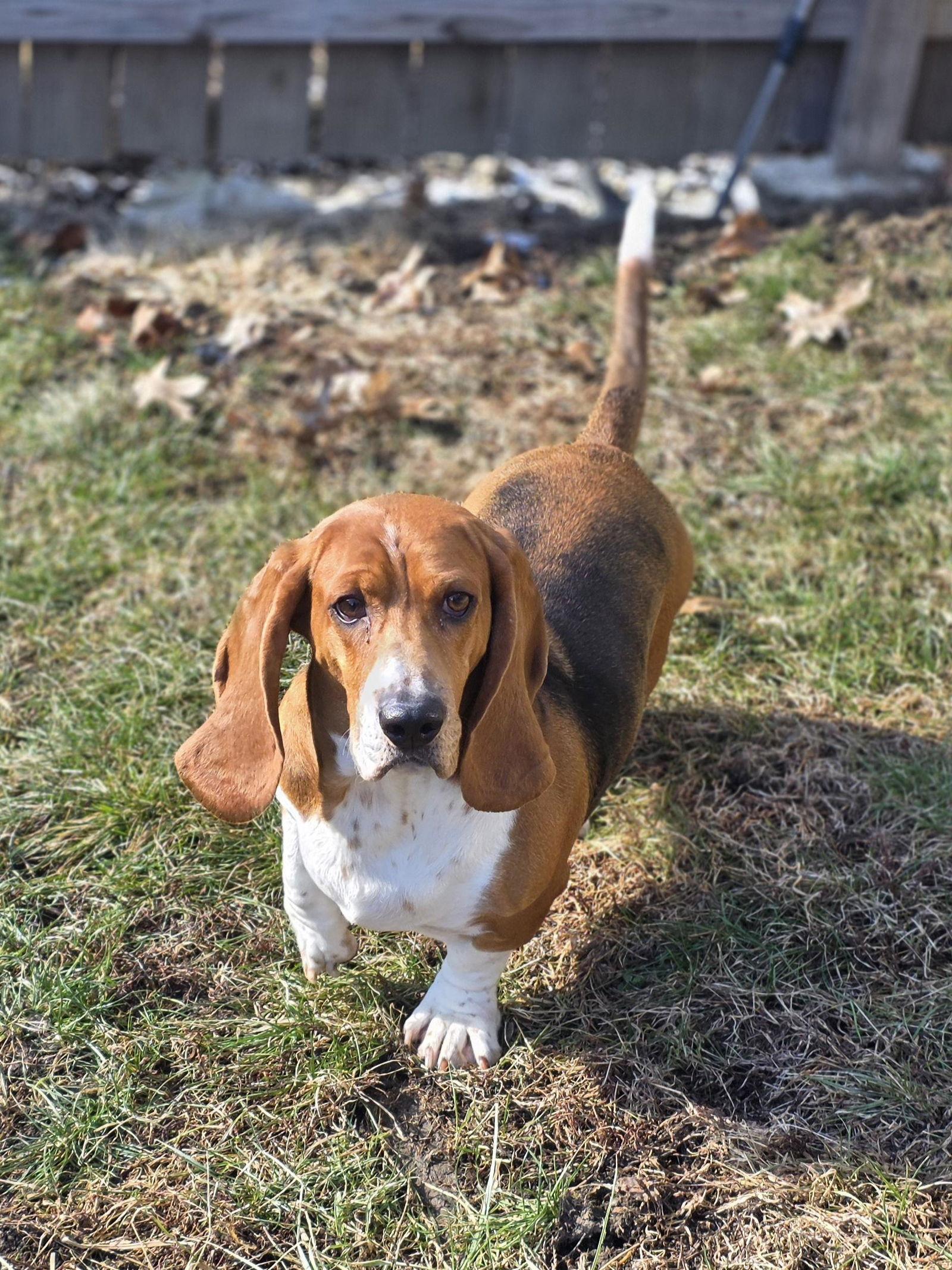 Daisy (1/2026), Adoptable, Adult Female Basset Hound.