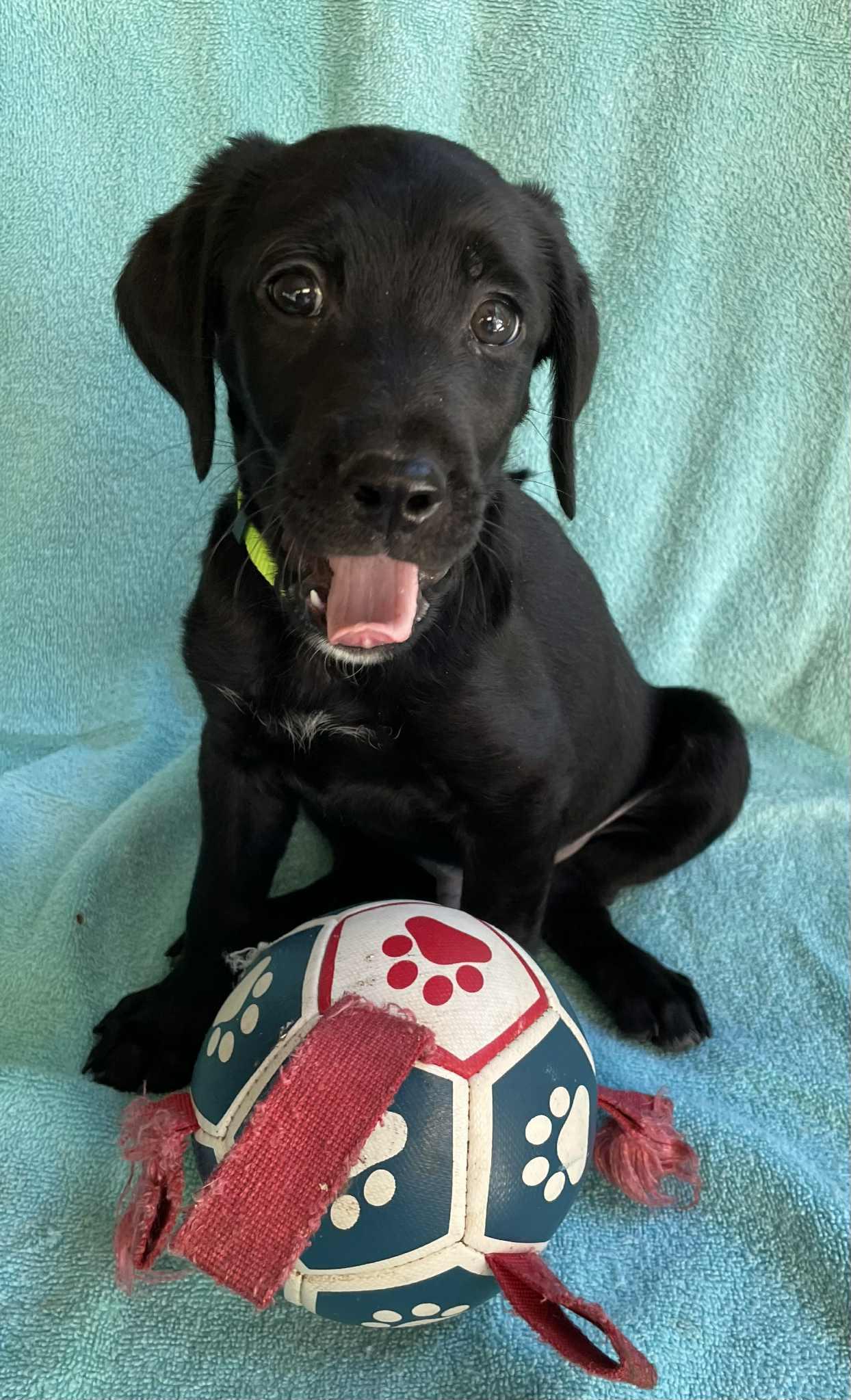 Finley, Adoptable, Puppy Male Black Labrador Retriever & Labradoodle.