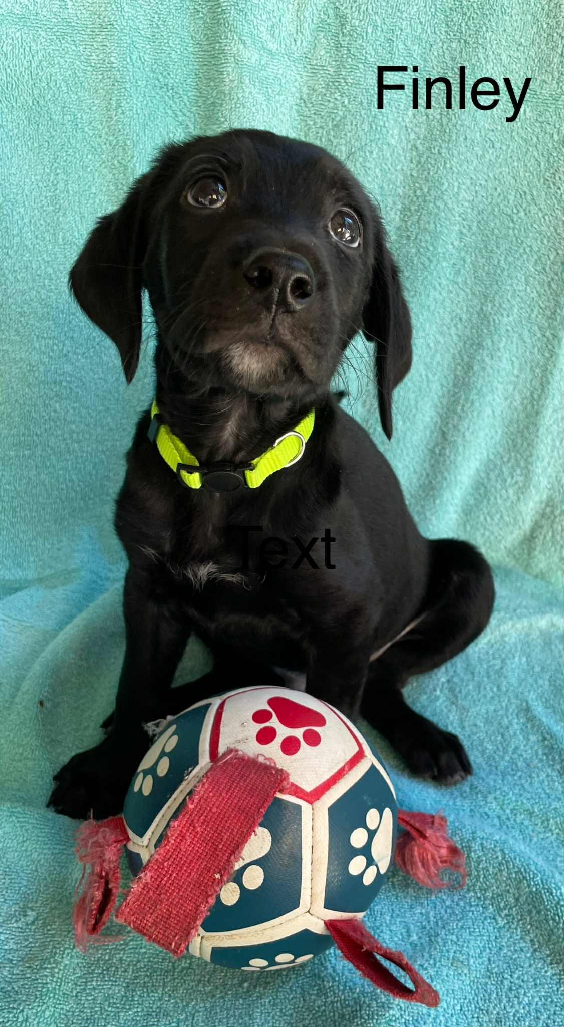 Finley, an adoptable Black Labrador Retriever, Labradoodle in Pensacola, FL, 32502 | Photo Image 3