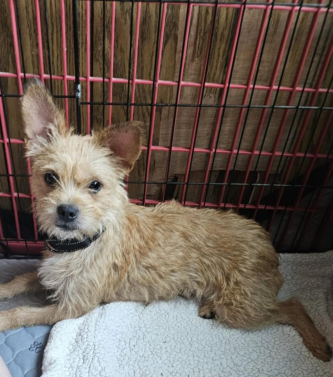 Clepto, adopted, Adult Female Terrier.