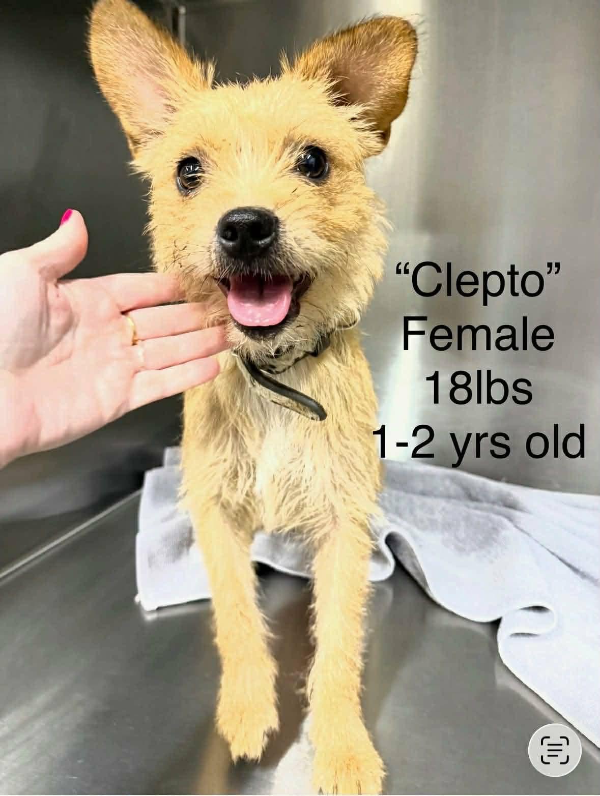 Clepto, an adopted mixed breed in Eugene, OR image 3/4