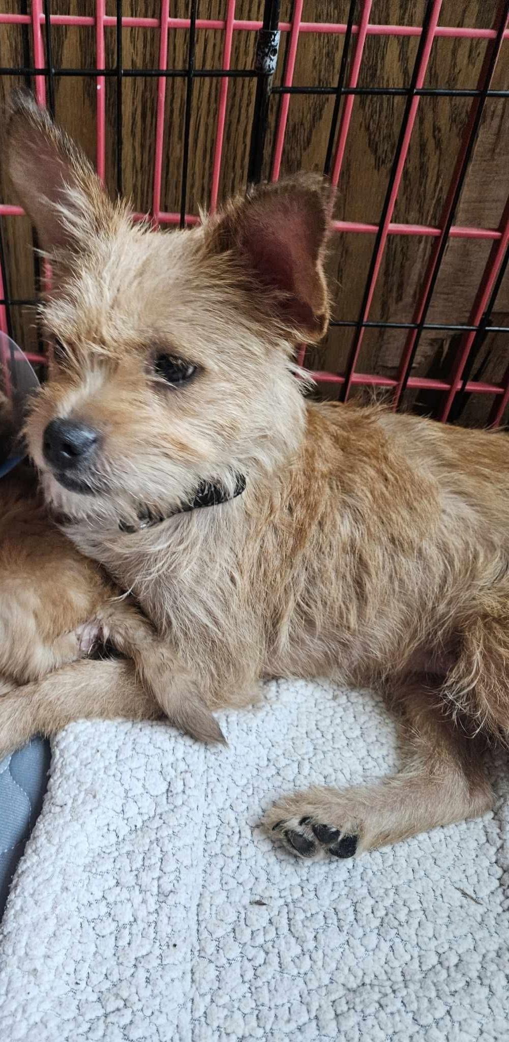 Clepto, an adopted mixed breed in Eugene, OR image 2/4