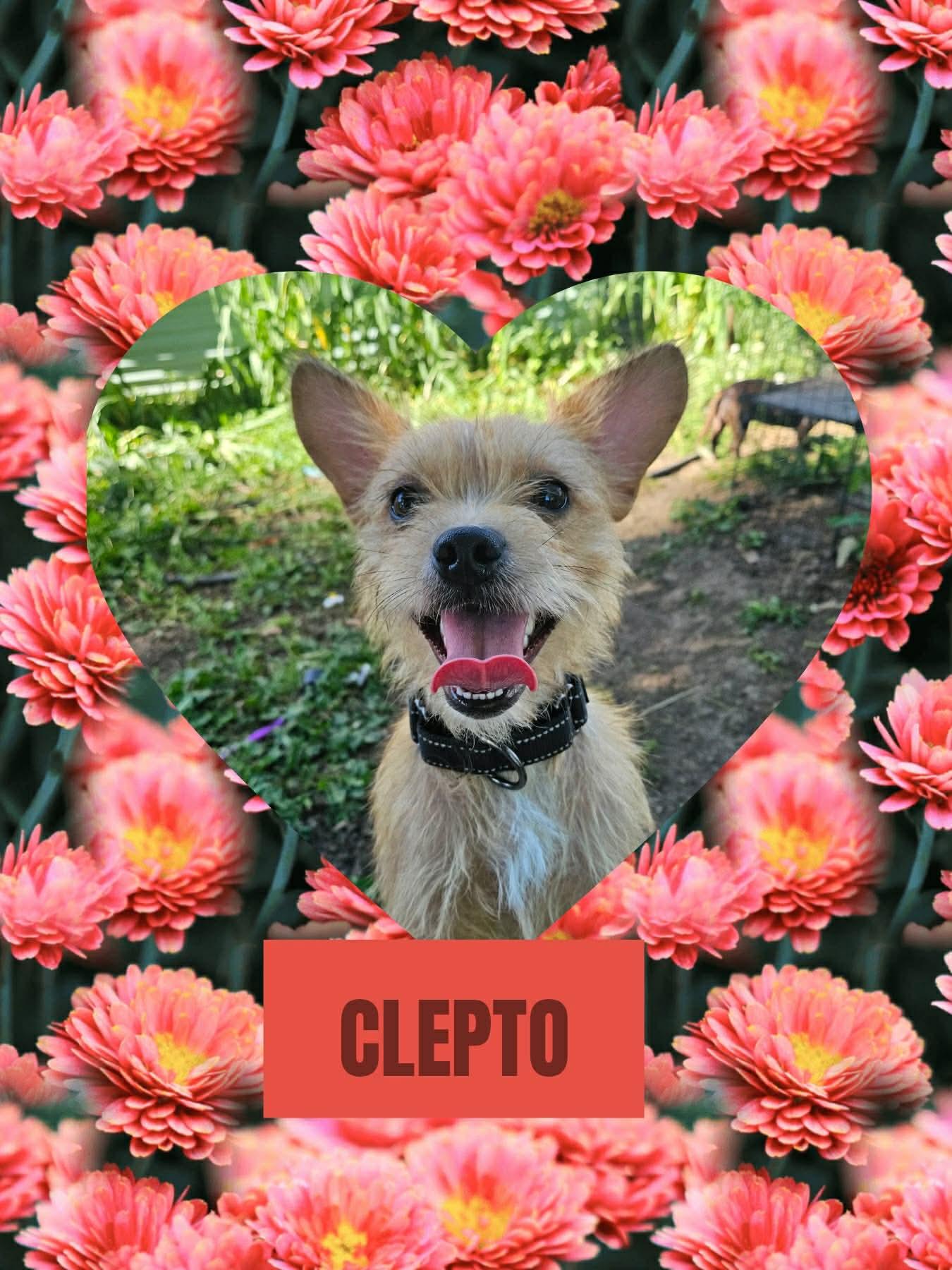 Clepto, an adopted mixed breed in Eugene, OR image 4/4