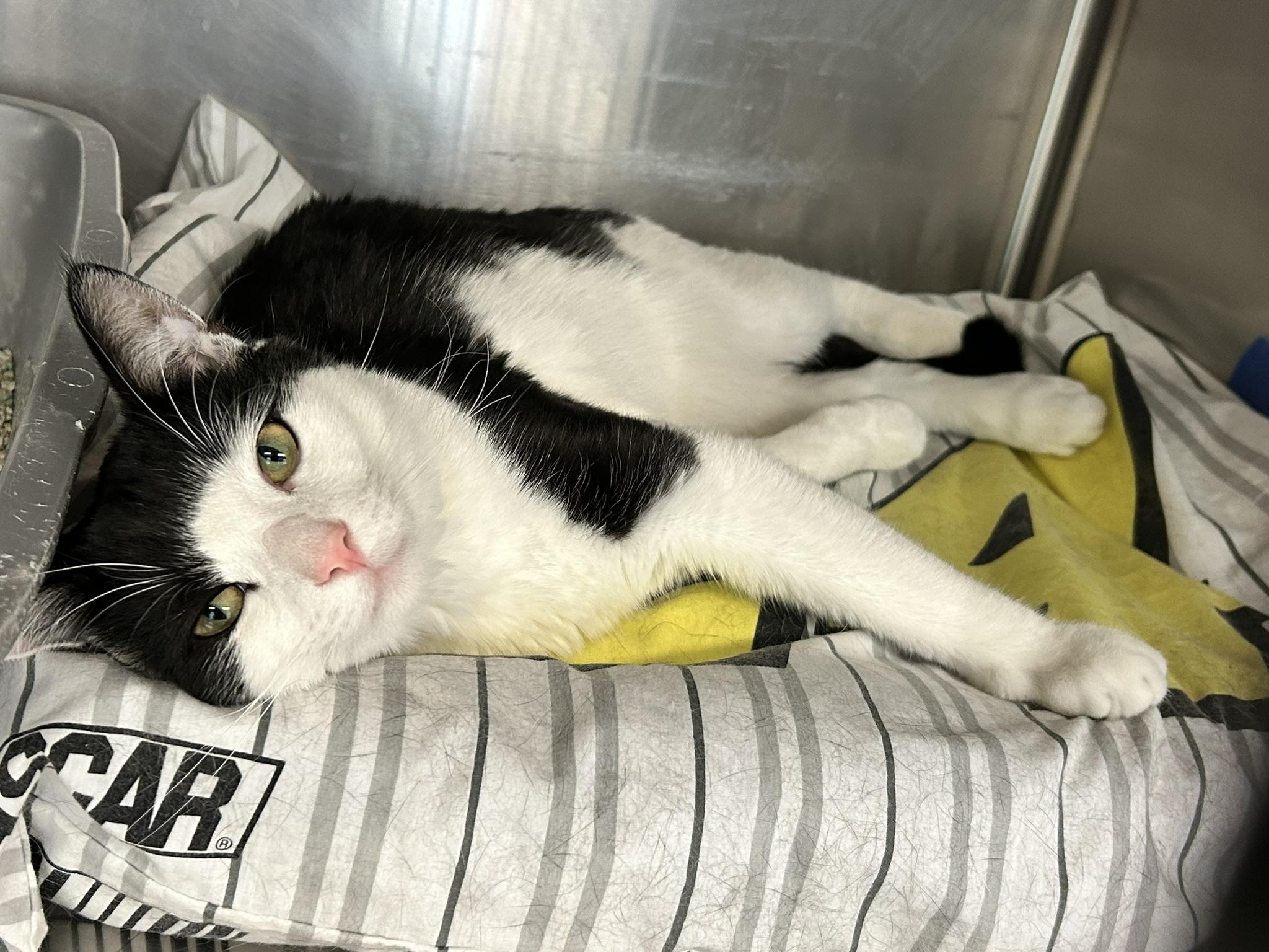 Hops, a ADOPTABLE Domestic Short Hair in Sudbury, MA image 1/2