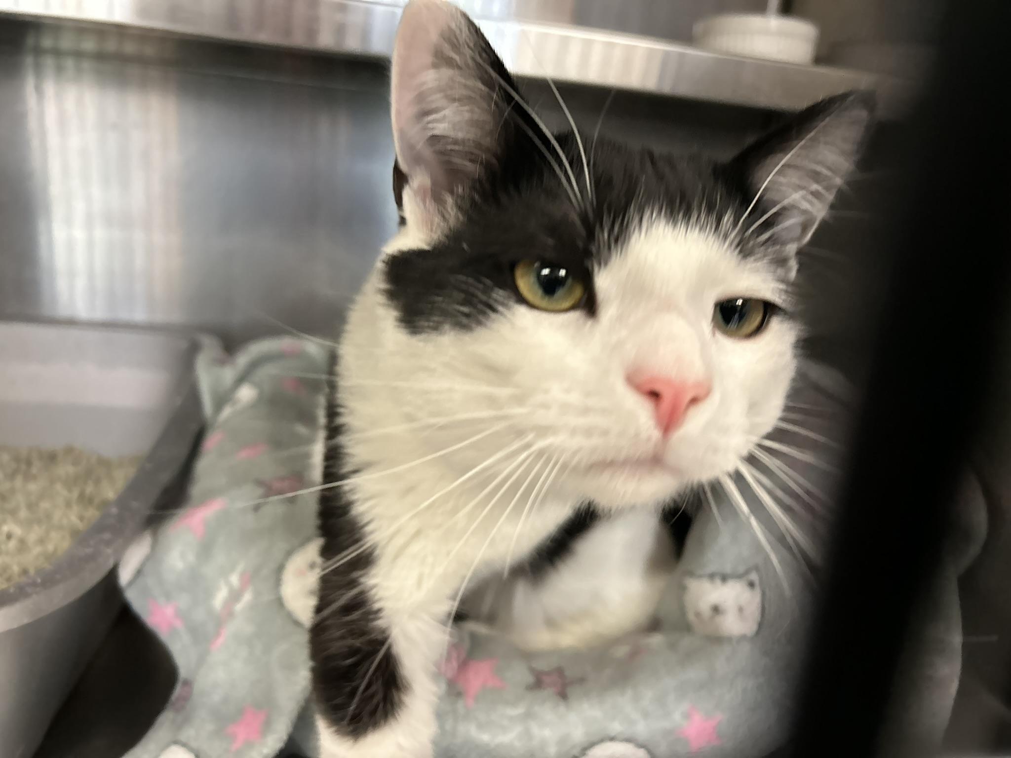 Hops, a ADOPTABLE Domestic Short Hair in Sudbury, MA image 2/2