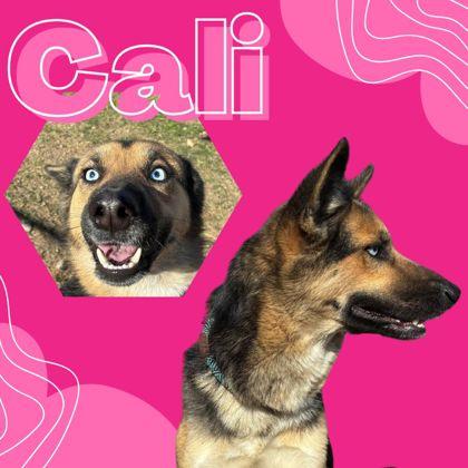 Cali, ADOPTABLE, Adult Female German Shepherd Dog.